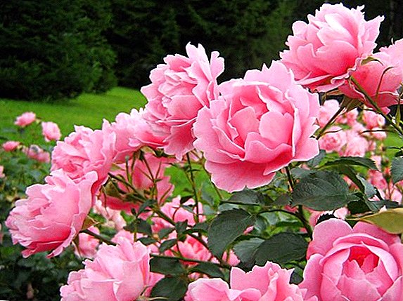 What to do if the peony does not bloom, the main mistakes in the care of the flower