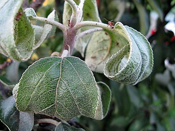 Qué hacer si aparece un áfido en un manzano que para tratar una planta contra una plaga