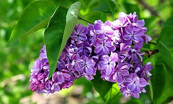 What to do if the lilac in the garden does not bloom
