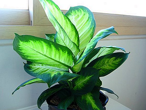 What to do if the leaves turn yellow in dieffenbachia, the main mistakes in the care of the plant