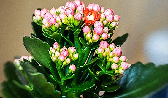 What to do if kalanchoe leaves turn yellow?