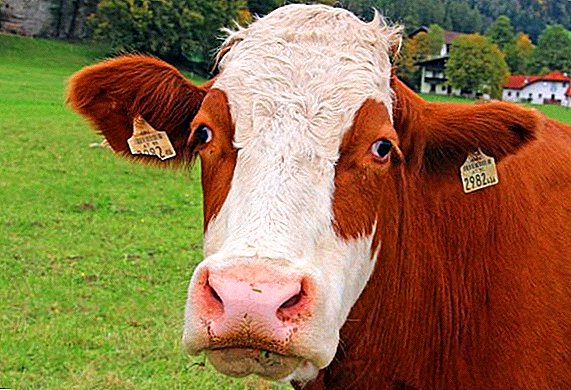 Co zrobić, jeśli krowa nie opuszcza łożyska lub je zjadła