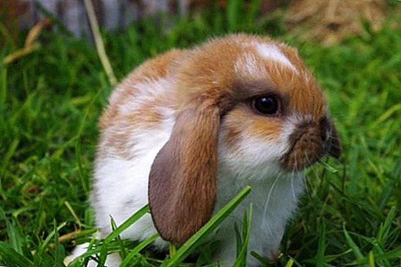 What to do if a rabbit has red urine