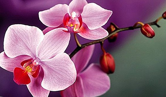 What to do if orchids fall buds