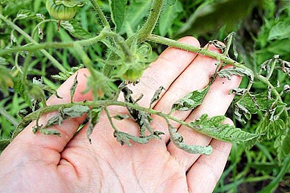 What to do if tomatoes curl leaves