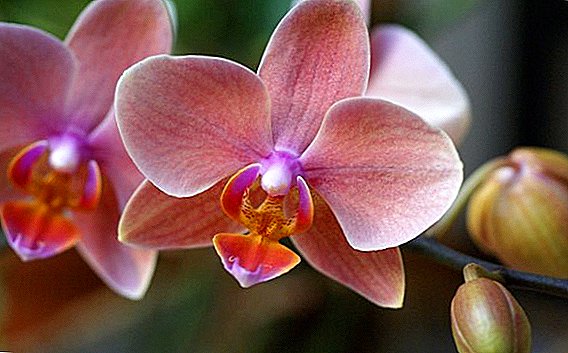 Mida teha, kui Phalaenopsise orhidee lehed närbuvad, peamised põhjused