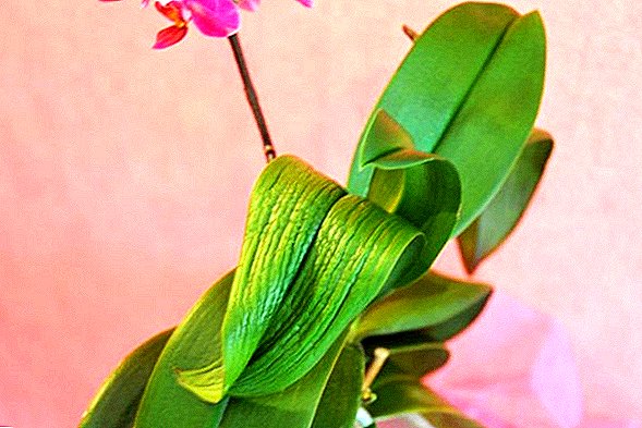 Daun Anggrek Phalaenopsis Memudar Apa Yang Harus Dilakukan Dalam Kasus Ini Anggrek