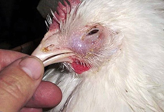 What to do when broilers sneeze, wheeze and cough: treatment and prevention methods