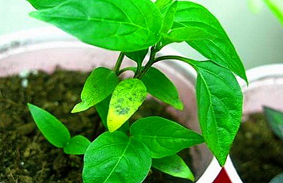 What to do when the leaves of pepper seedlings turn yellow and fall off
