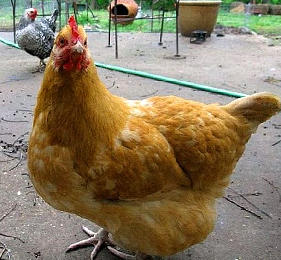 ما يجب القيام به مع السمنة في وضع الدجاج