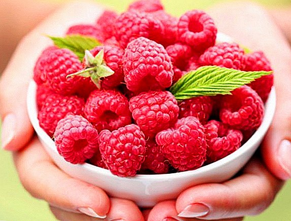 What to do with raspberries for the winter: how to close jam, compote, syrup, how to freeze and grind with sugar