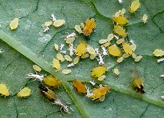 What to do with midges on cucumbers?