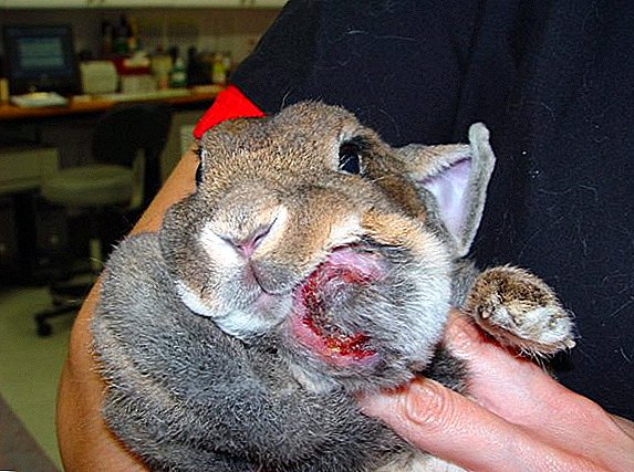 What to do in case of an abscess in rabbits