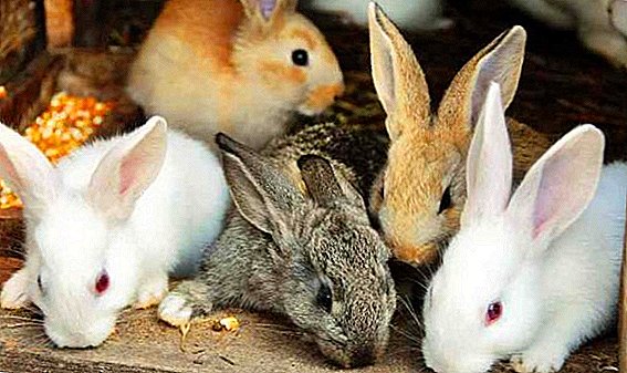Ăn gì và cho thỏ ăn gì vào mùa đông?