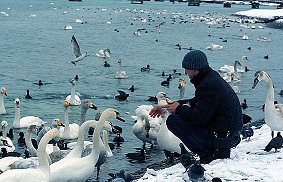 Qué comer y qué alimentar a los cisnes en el invierno en el lago