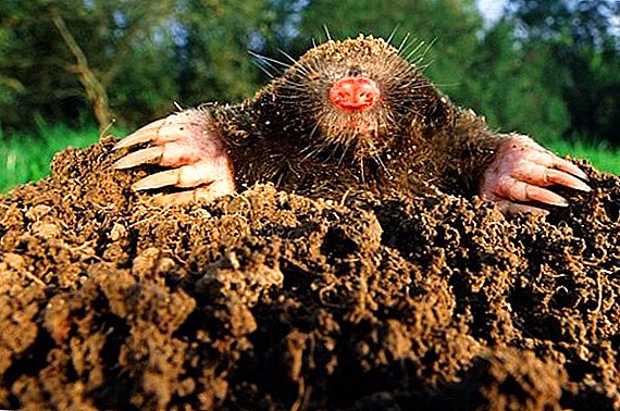 What do moles eat in the garden and at their summer cottage, in the forest and in the meadow