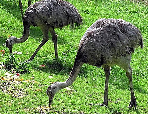 What ostriches eat in the wild and at home