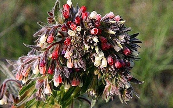 What treats onosma: medicinal properties and the cultivation of medicinal raw materials