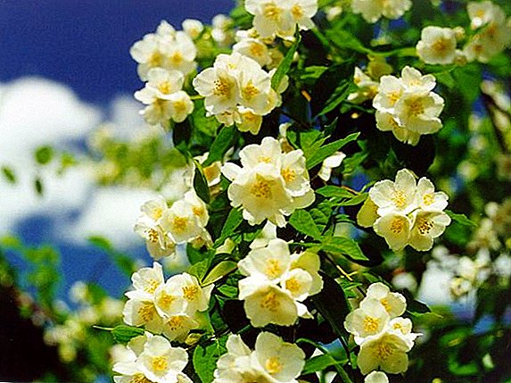 What likes indoor jasmine, tips on caring for a plant at home