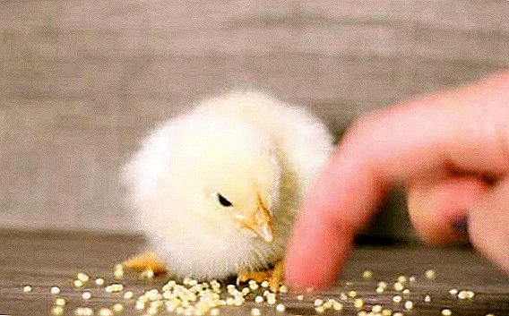 ما يمكن أن يعطى للدجاج