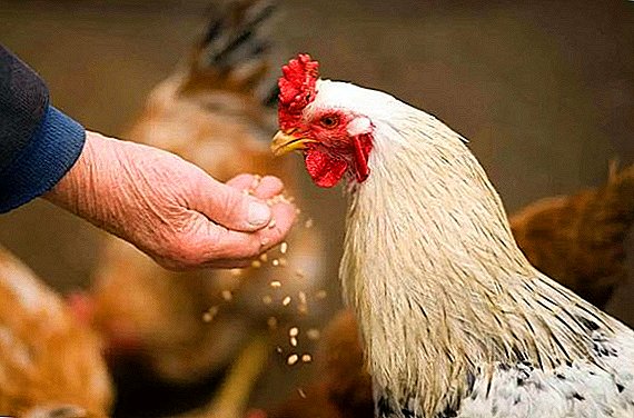 Qué se puede dar a los pollos y qué no: enumerar