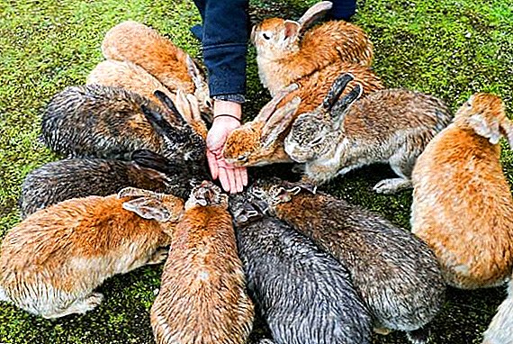 Was kann und darf nicht an Kaninchen gegeben werden: eine Liste verbotener und zugelassener Produkte