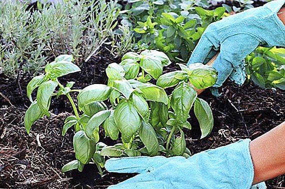 Što se može zasaditi u zemlji u lipnju, odaberite biljke za uzgoj u vrtu