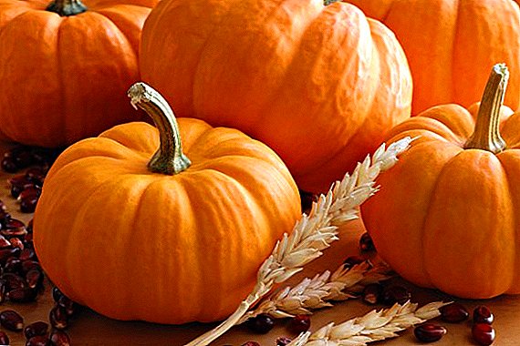 What can be cooked from the pumpkin for the winter: step by step recipes with photos