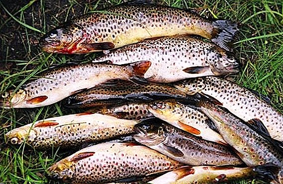 What you need to know for breeding trout