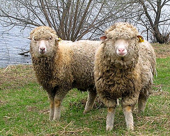 What you need to know for breeding sheep breed Merino