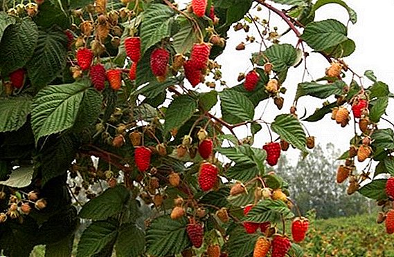 Apa yang perlu Anda ketahui tentang menanam dan merawat pohon raspberry Tarusa