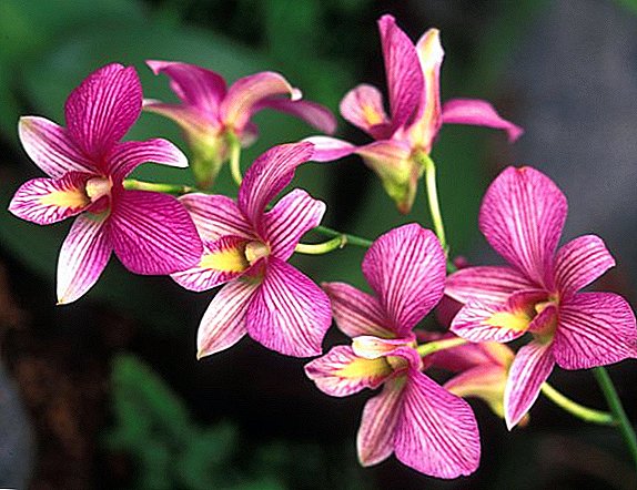 Wat u moet weten over de verzorging van Dendrobium thuis