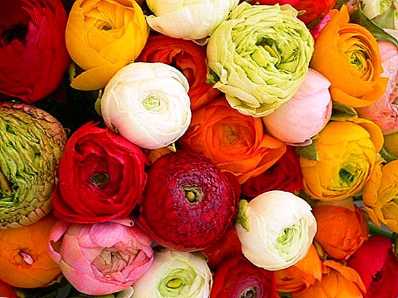 What you need to know when planting and growing ranunculus