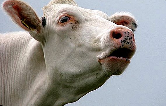 ماذا يعني mooing البقر؟
