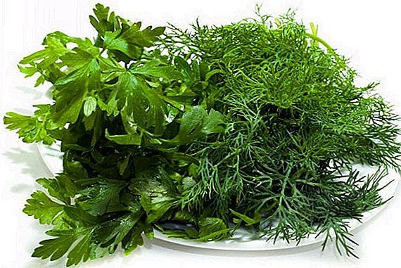 What is more useful - parsley or dill