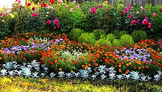 फूलों के बगीचे में गिरावट में क्या रोपण करें: शरद ऋतु के फूलों का चयन करें