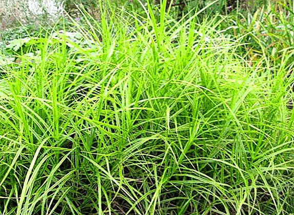 What is the grass sedge and how to deal with this plant