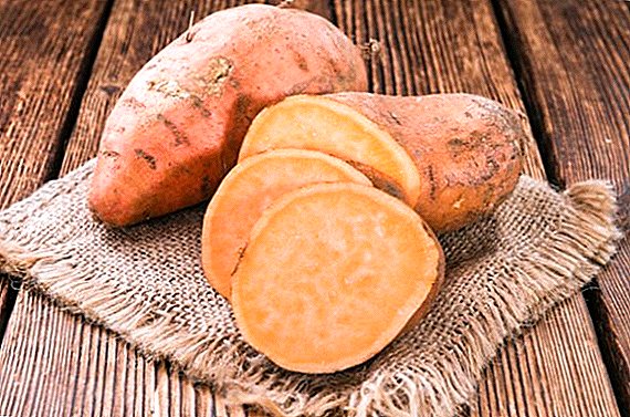 What is yam and how to grow a vegetable in the middle lane