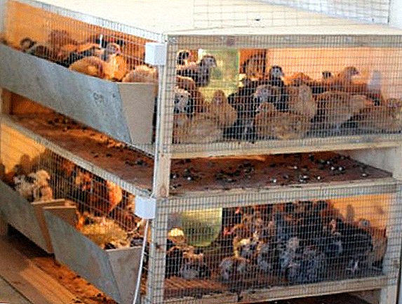 What is a brooder, self-production of a special box for the cultivation of poultry
