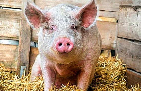 What is cysticercosis of pigs