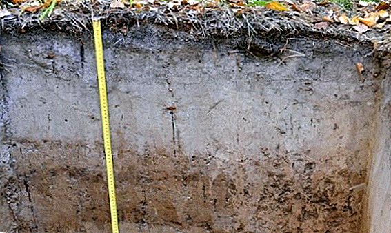 Was ist ein Sod-Podzol-Boden: Eigenschaften, Eigenschaften, Struktur