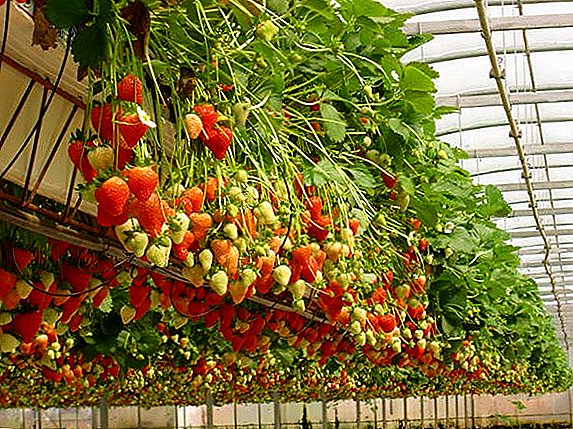 Vad är hydroponics, hur man odlar jordgubbar utan jord