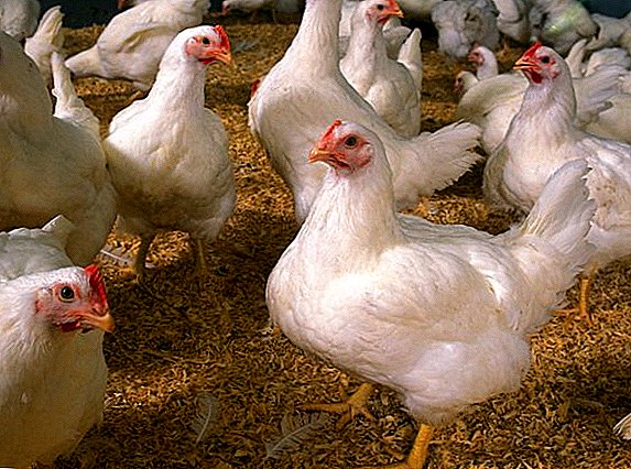 Τι είναι και πώς να δώσει προμίγματα για κοτόπουλα κρεατοπαραγωγής