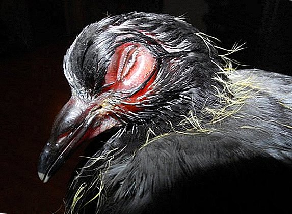 Wat is en hoe ornithose bij duiven te genezen