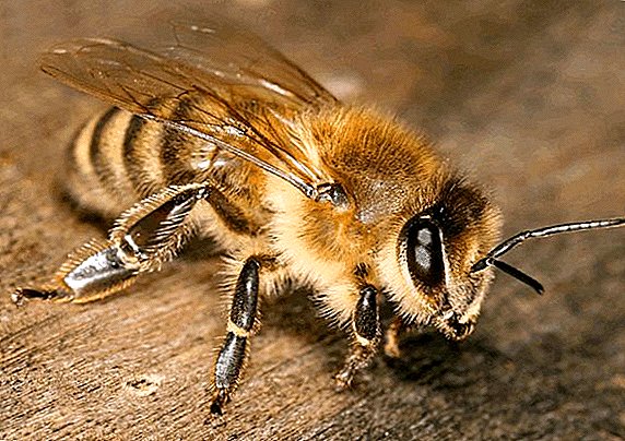 Шта је слаткиш за пчеле и како се кува код куће?
