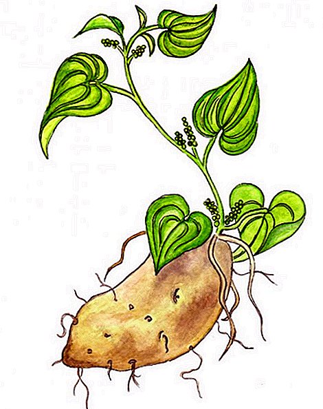 What is a tuber? Tuberous plants