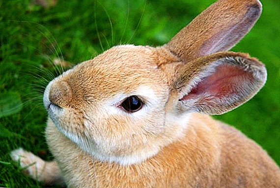 Qu'est-ce que la listériose et comment la traiter chez le lapin?