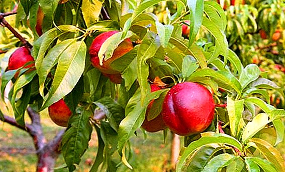 What is nectarine and how to grow it