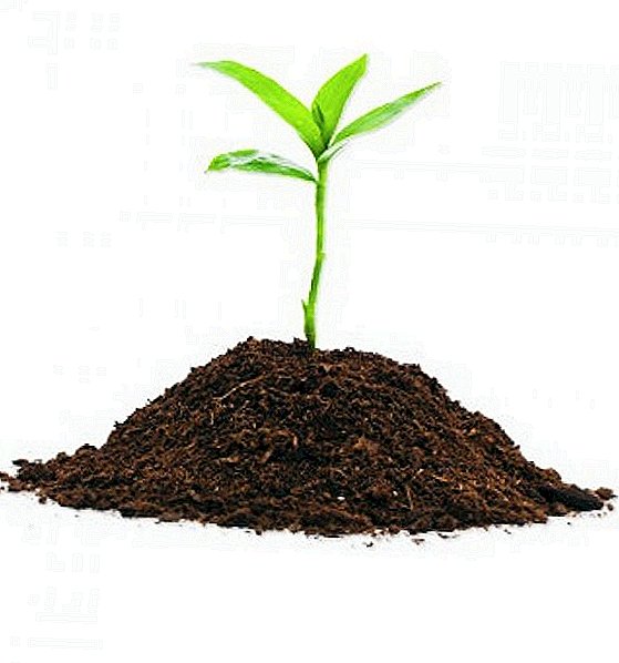 Kas ir, kas tas ir atkarīgs un kā uzlabot augsnes auglību