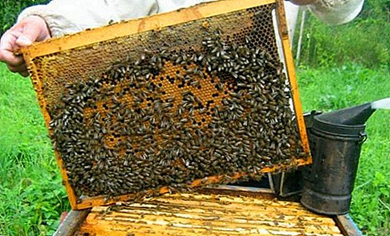 ما هي حزم النحل